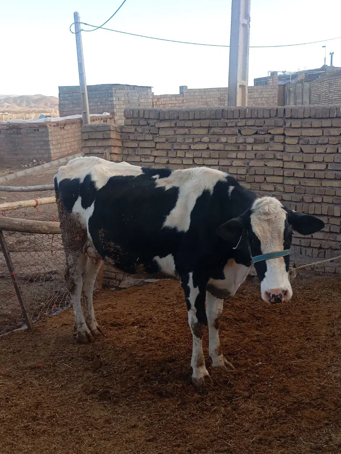 دو عدد گاو|حیوانات مزرعه|بوئین زهرا, |دیوار