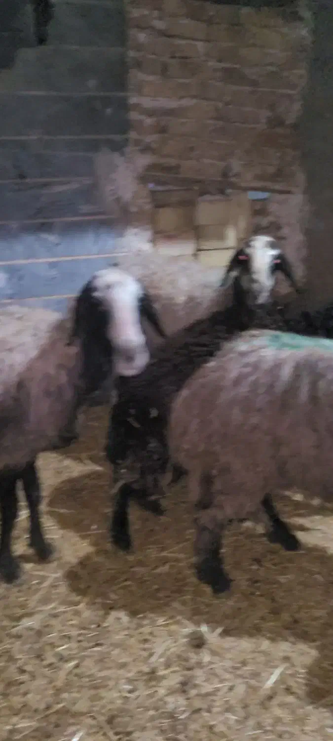 میش بره ماده|حیوانات مزرعه|شال, |دیوار