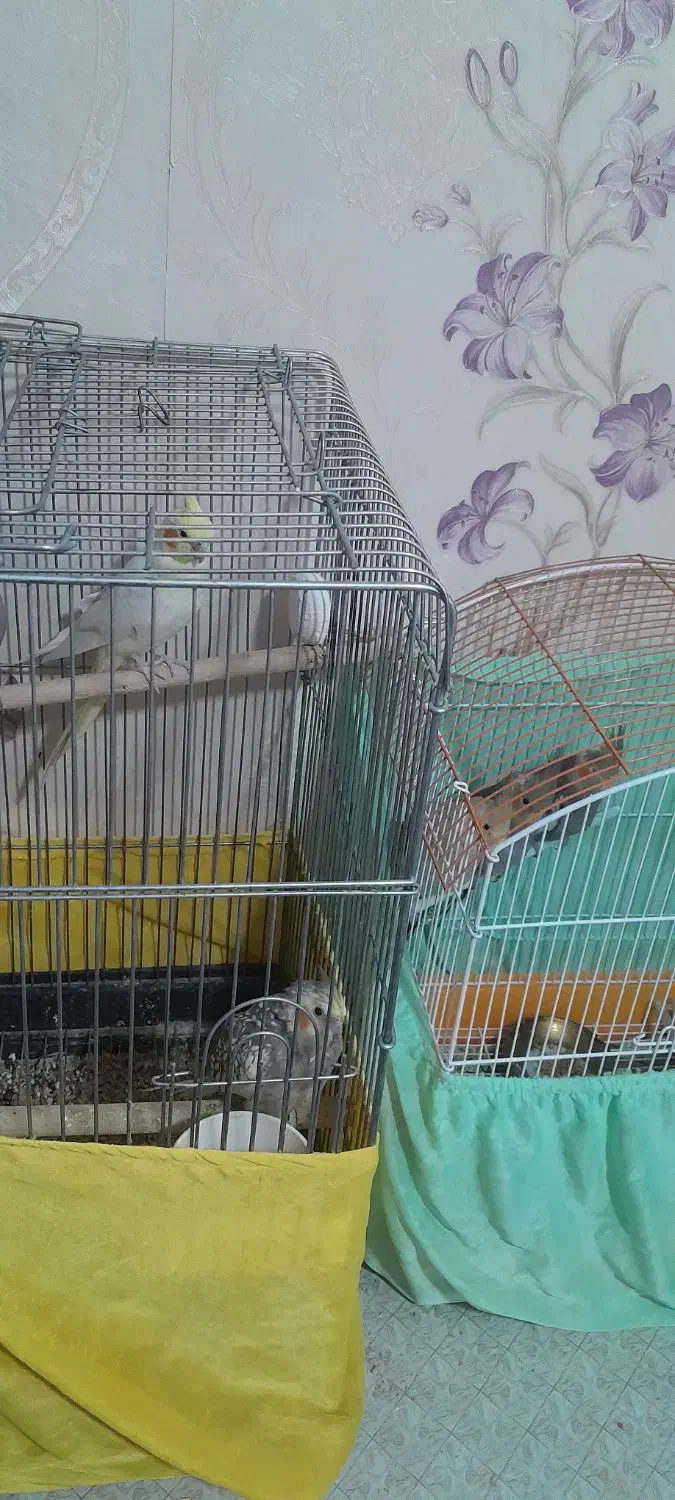 عروس هلندی|پرنده|آبسرد, |دیوار