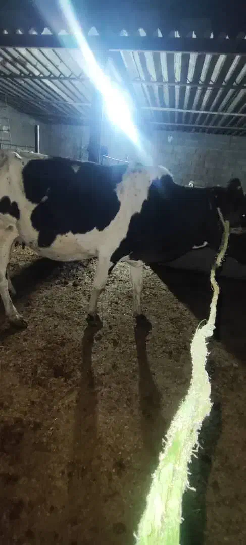 گاو ابستن با گوساله ماده بزرگ|حیوانات مزرعه|شادگان, |دیوار