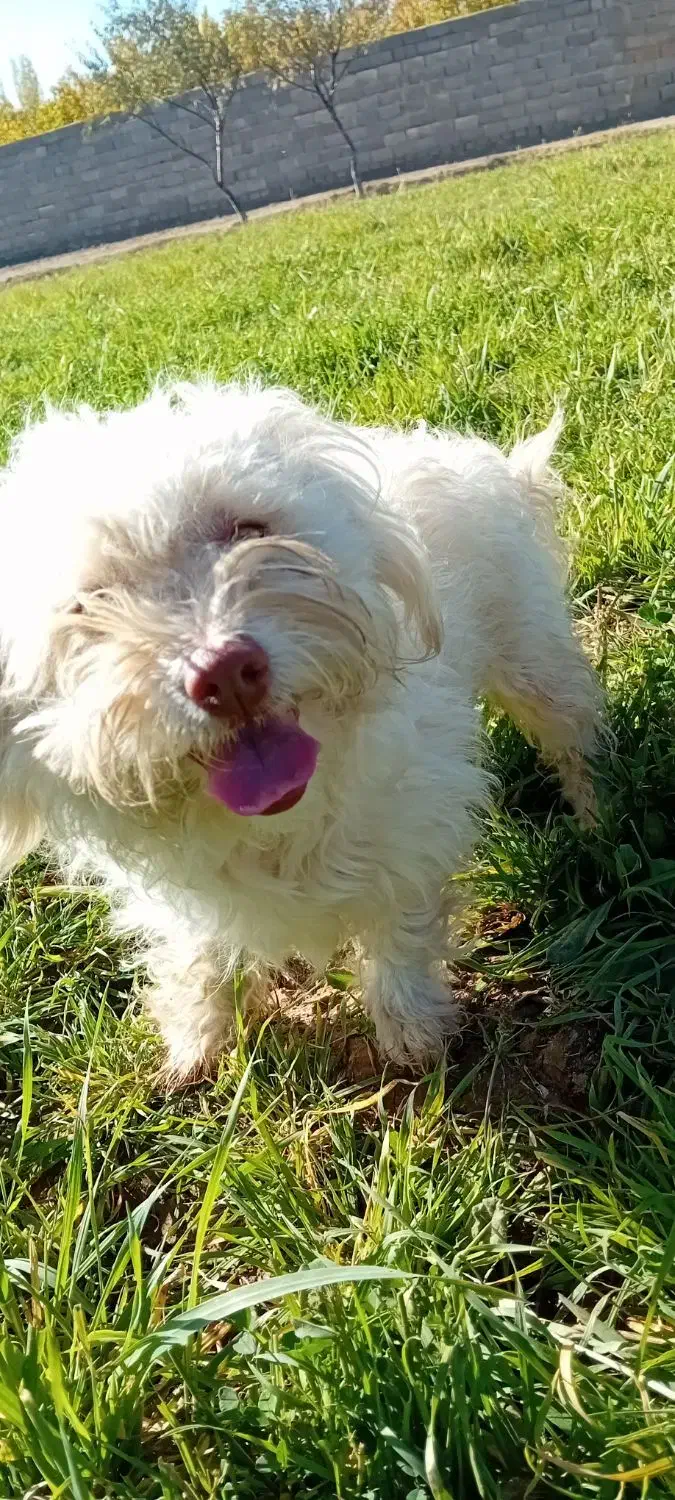 پاکوتاه|سگ|شاهرود, |دیوار