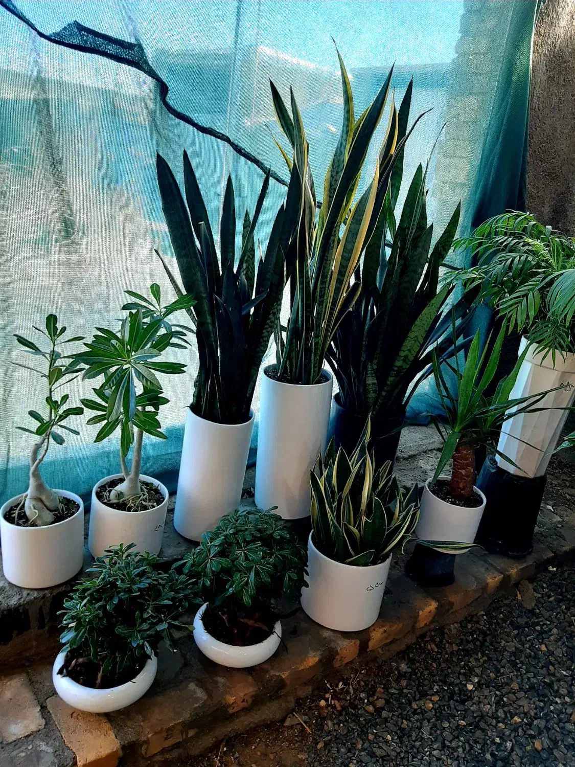 گلهای آپارتمانی|گل و گیاه طبیعی|گلپایگان, |دیوار