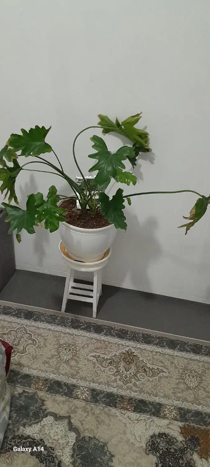 گل و گلدان و پایه|گل و گیاه طبیعی|الوند, |دیوار