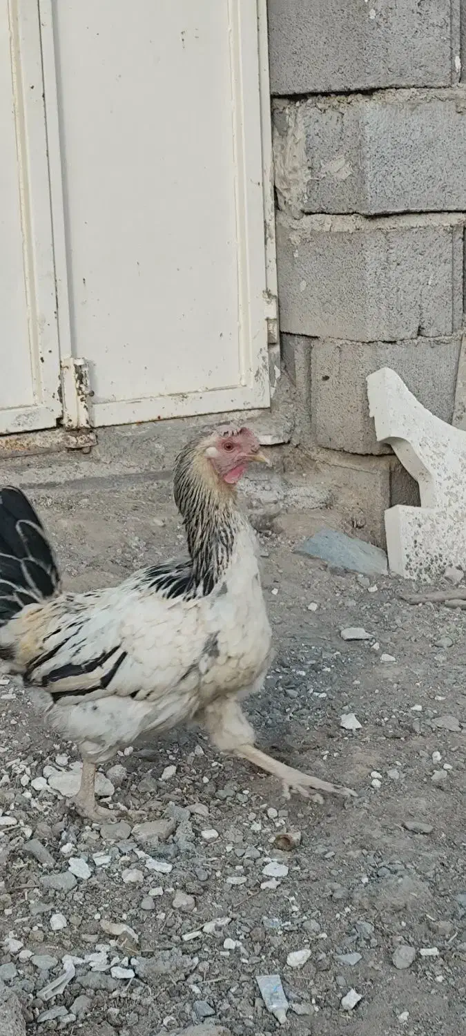 مرغ لاری و محلی|حیوانات مزرعه|سریش آباد, |دیوار