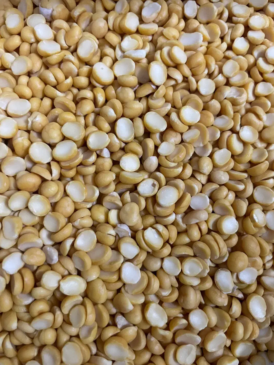 حبوبات|عمده‌فروشی|قم, باجک یک|دیوار