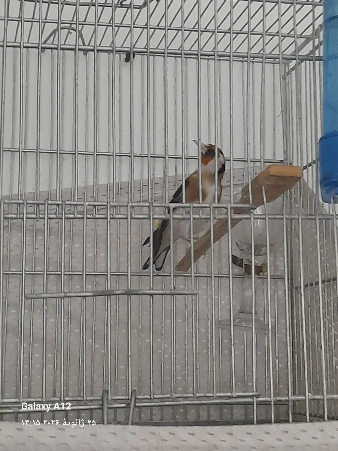 سهره جوجه قفس|پرنده|گلستان (تهران), |دیوار