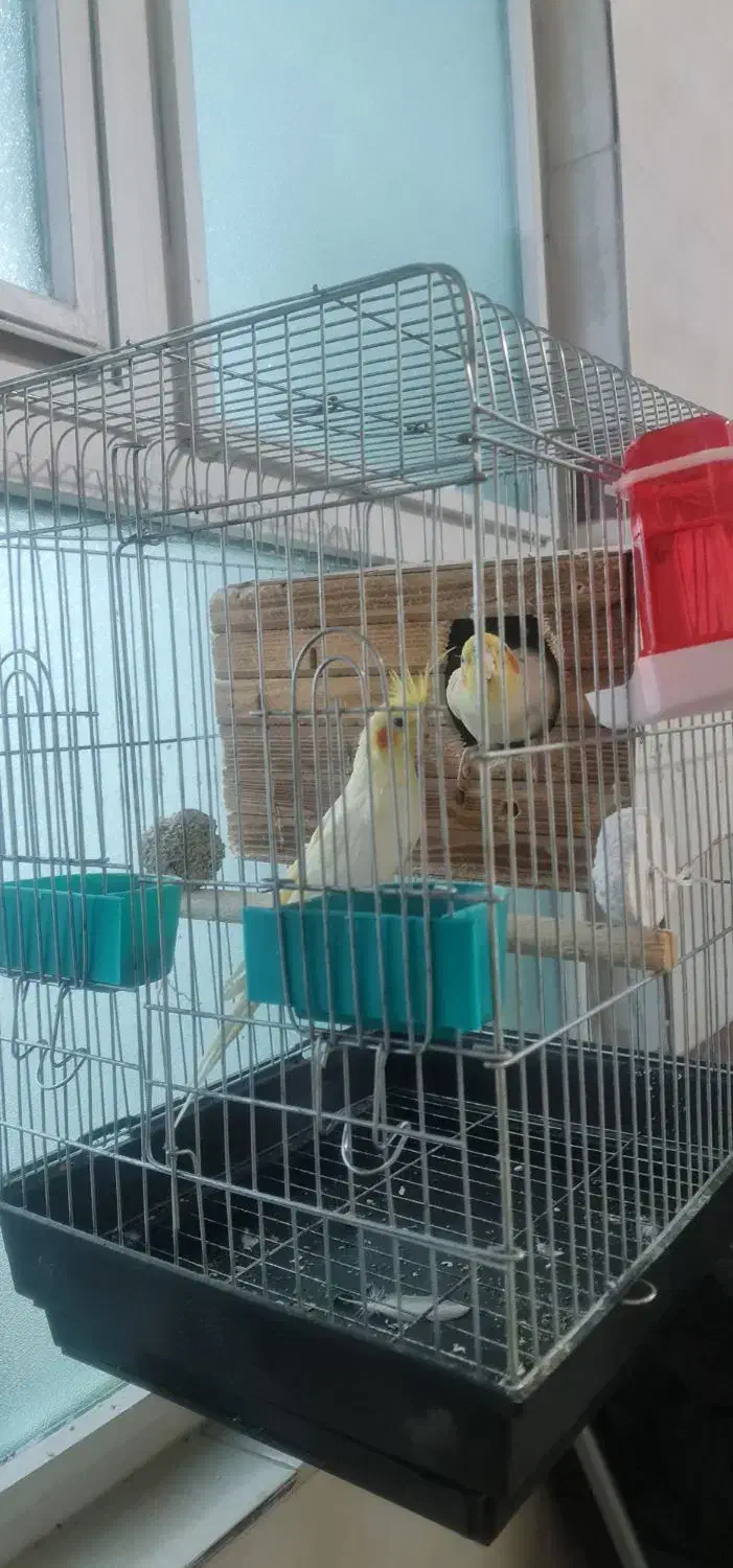 عروس هلند|پرنده|تهران, باغ خزانه|دیوار