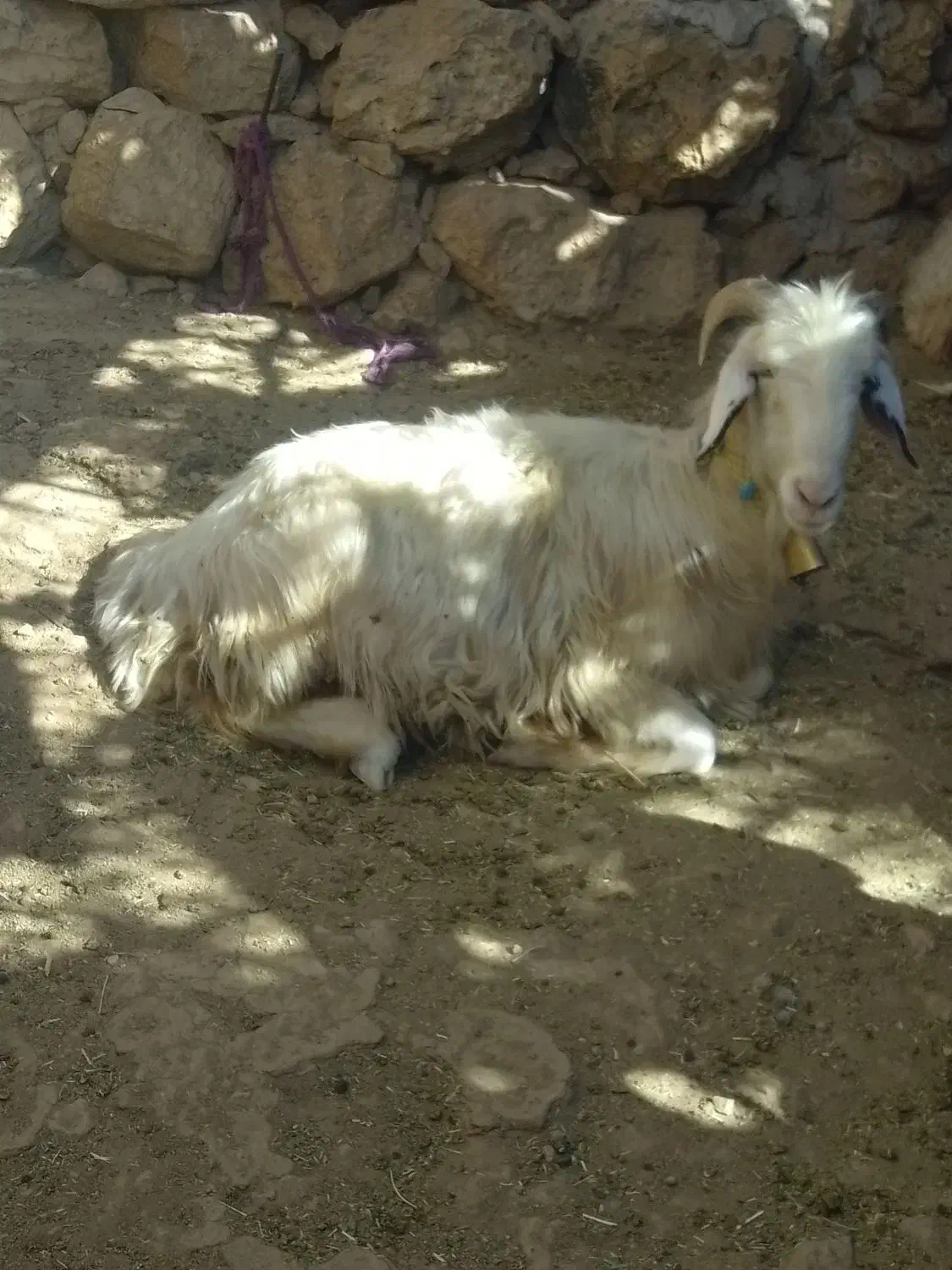 یک میش شاخی|حیوانات مزرعه|ایذه, |دیوار