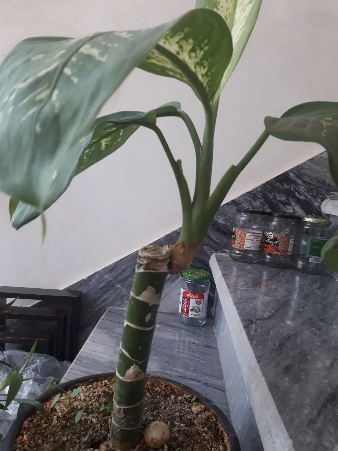 گل طبیعی|گل و گیاه طبیعی|کرمانشاه, |دیوار