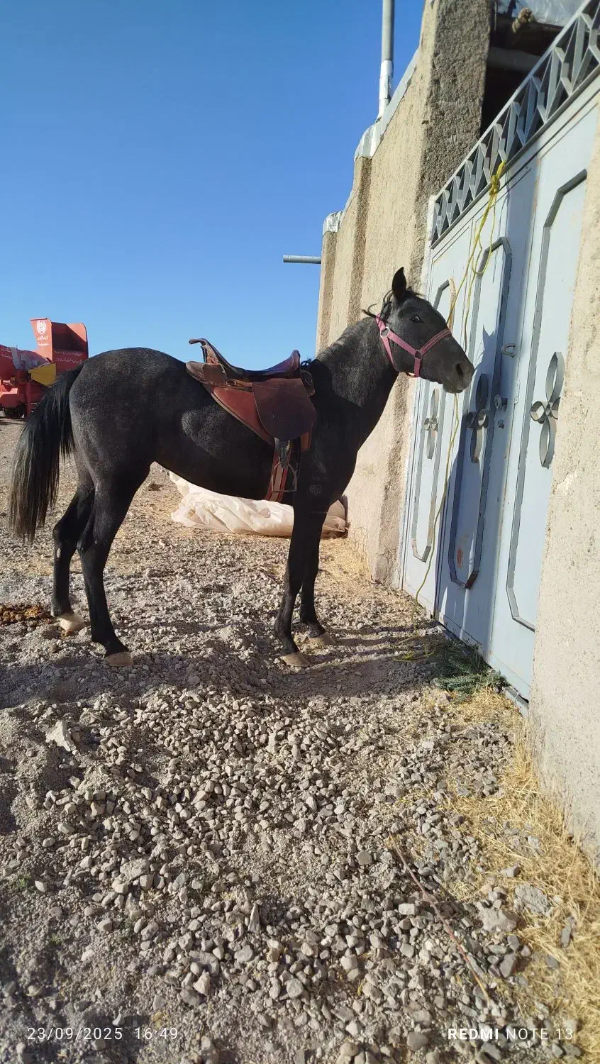 اسب|اسب و تجهیزات اسب‌سواری|زنجان, |دیوار