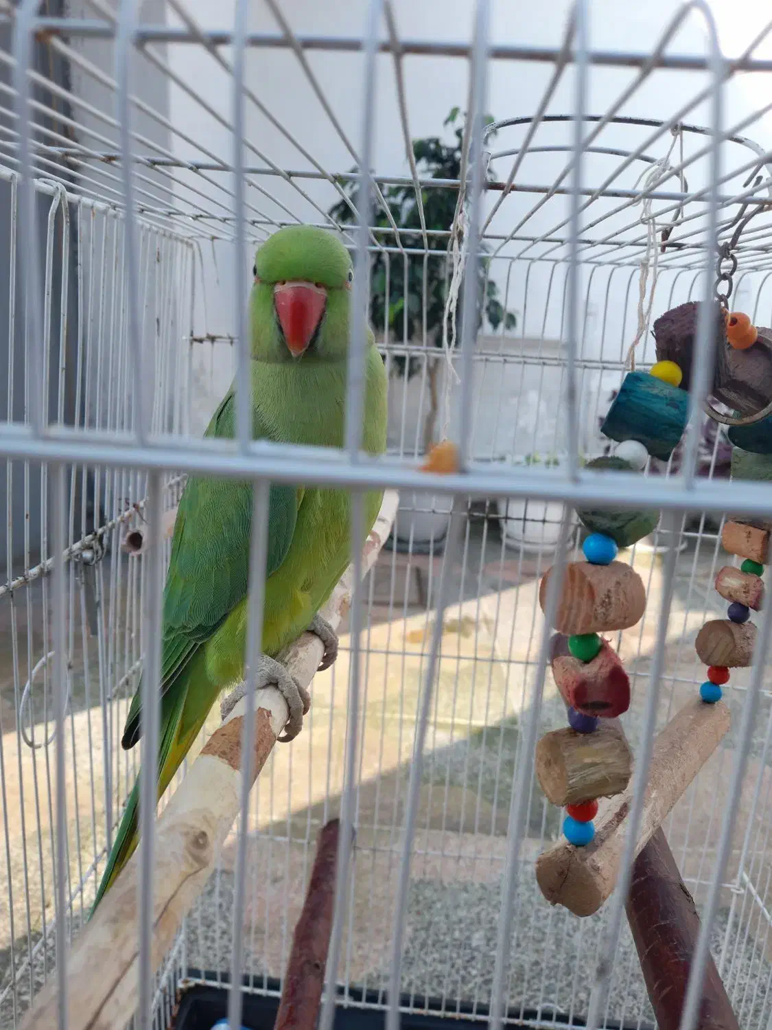 فروش طوطی دست آموز|پرنده|بندر انزلی, عباس آباد|دیوار