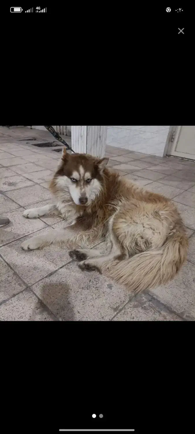 سگ هاسکی|سگ|تایباد, |دیوار