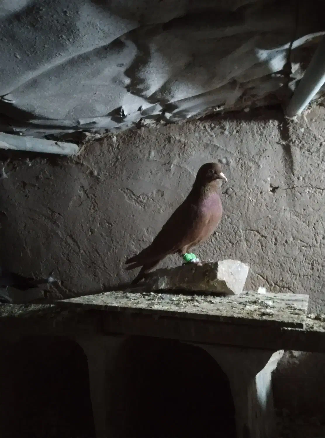 کفتر  رنگه قشنگ ۵ عدد فقد تماس بگیرید|پرنده|رضویه, |دیوار