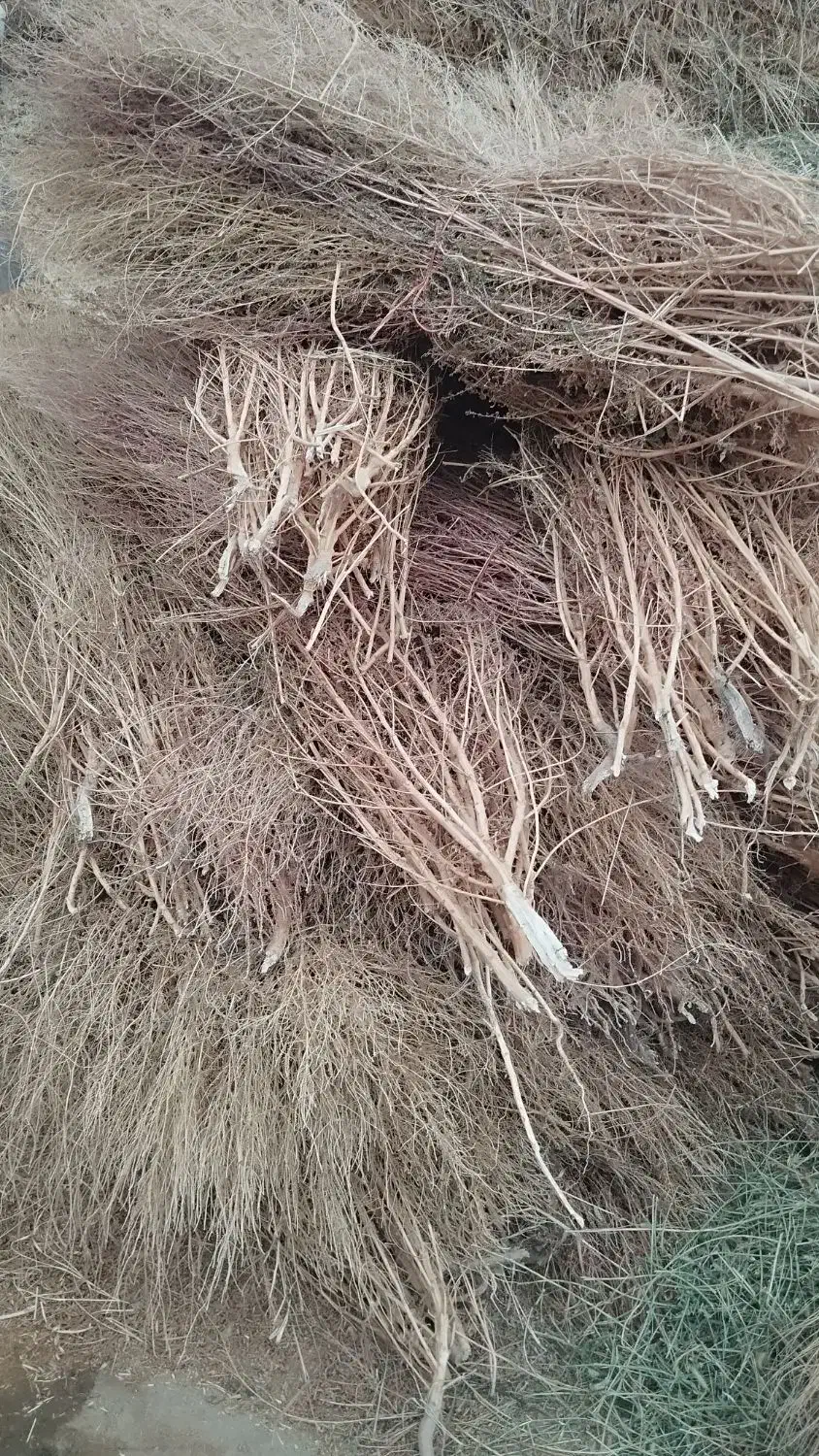 جارو دستی|لوازم نظافت|خوی, |دیوار