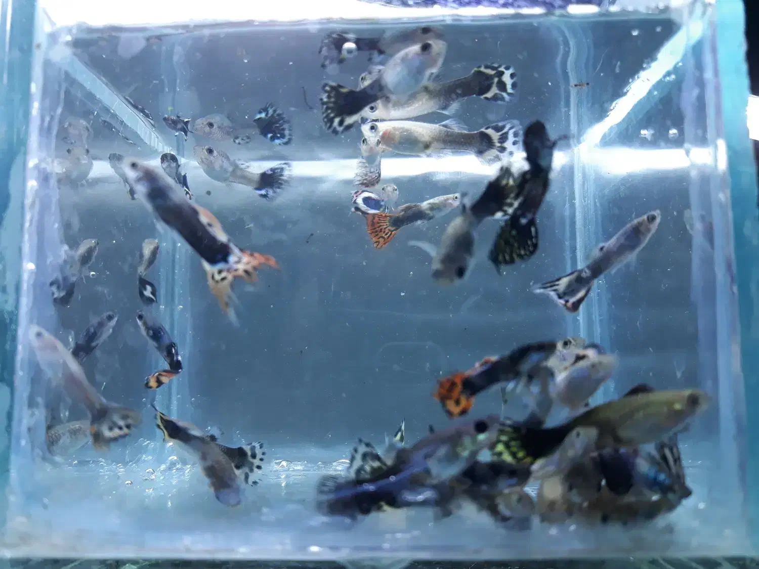 ماهی گوپی|ماهی|رفسنجان, |دیوار