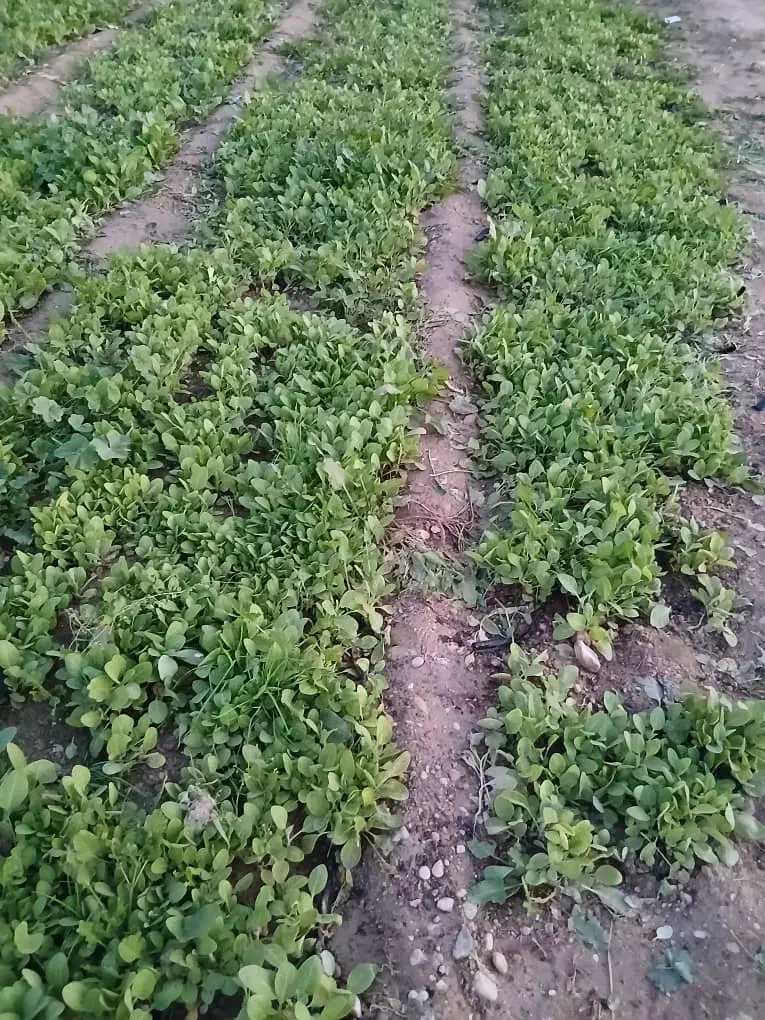 نشاء|عمده‌فروشی|چغادک, |دیوار