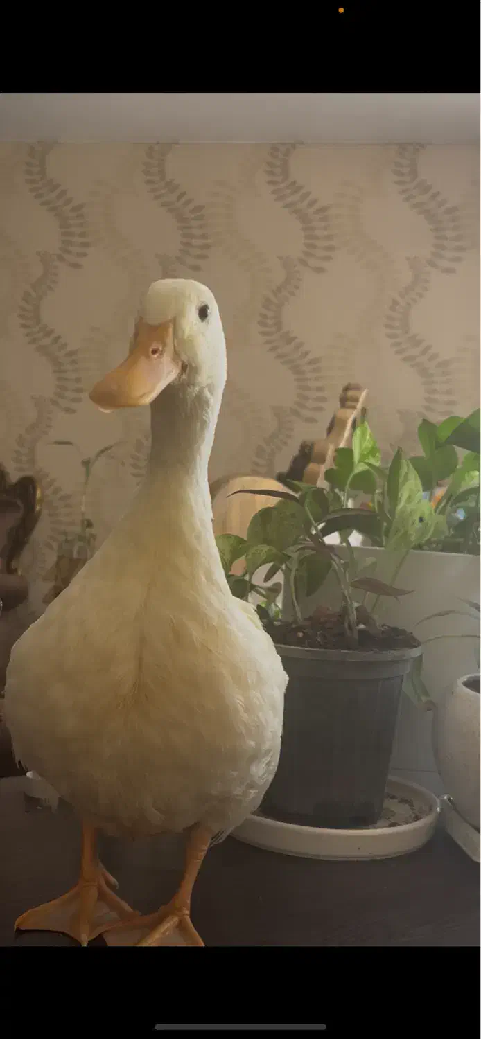 اردک تخمگذار|حیوانات مزرعه|کرج, عظیمیه|دیوار