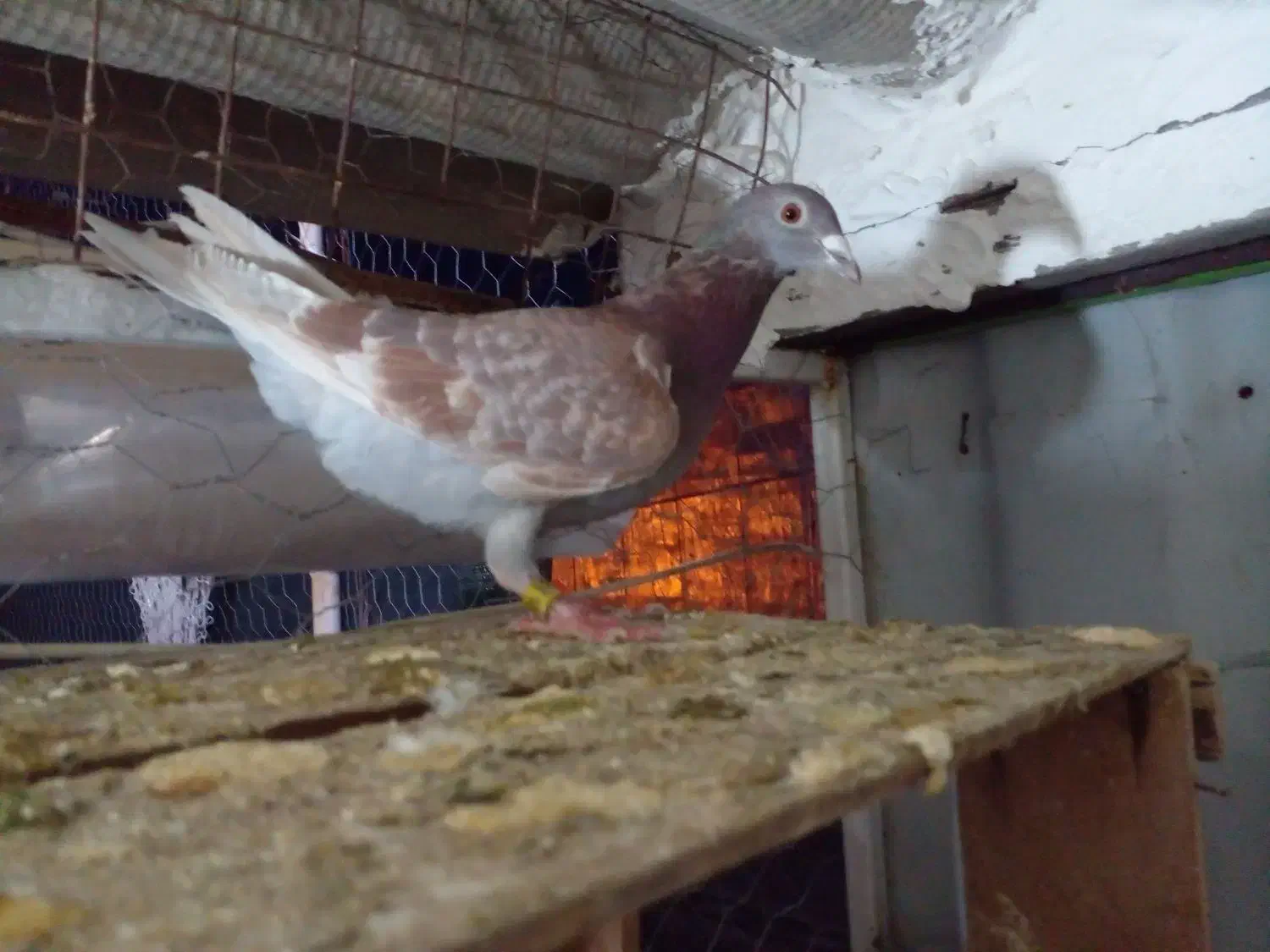 چند عدد کبوتر فروشی|پرنده|مینودشت, |دیوار