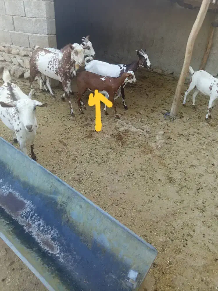 کهره ماده چاق|حیوانات مزرعه|بندرعباس, |دیوار