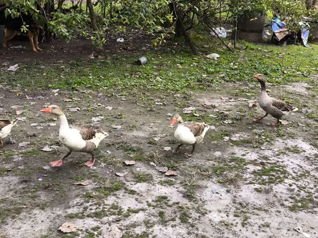 غاز تخم گزار|حیوانات مزرعه|آستانه اشرفیه, |دیوار