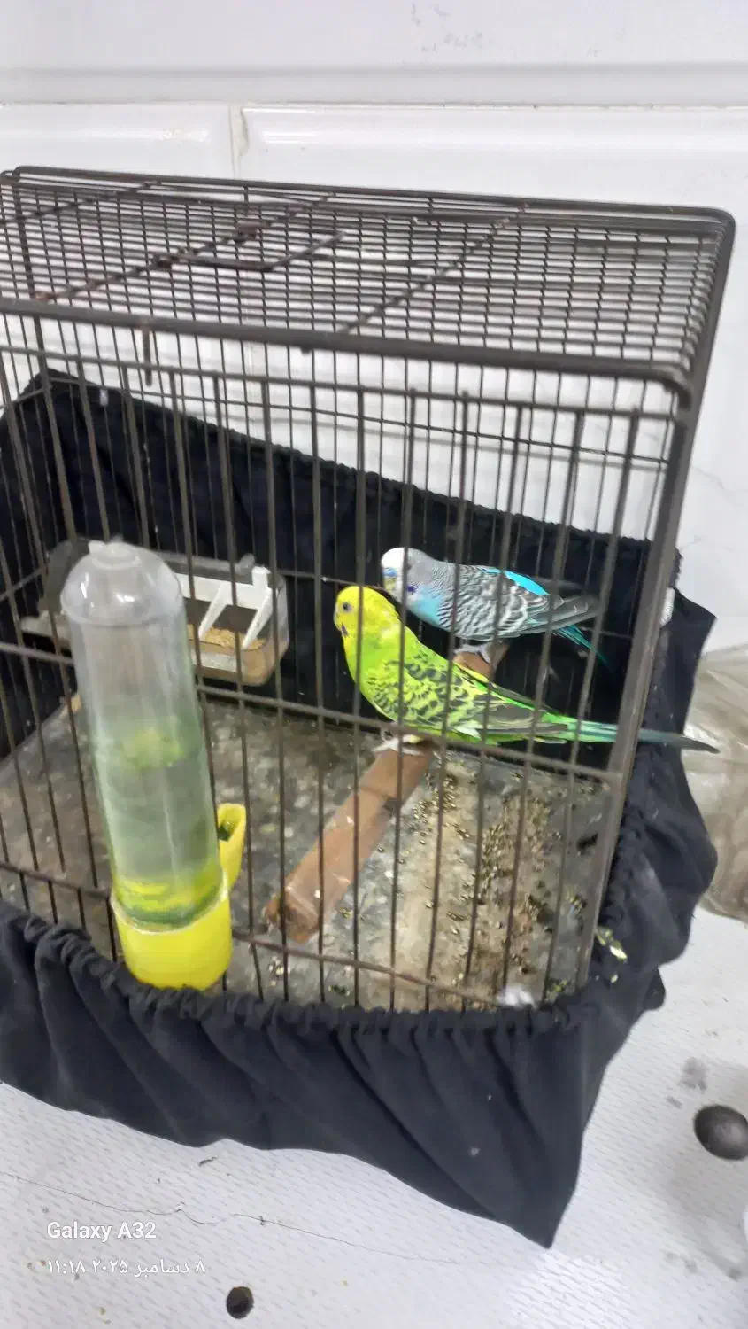 ی جفت مرغ عشق|پرنده|تهران, مولوی|دیوار