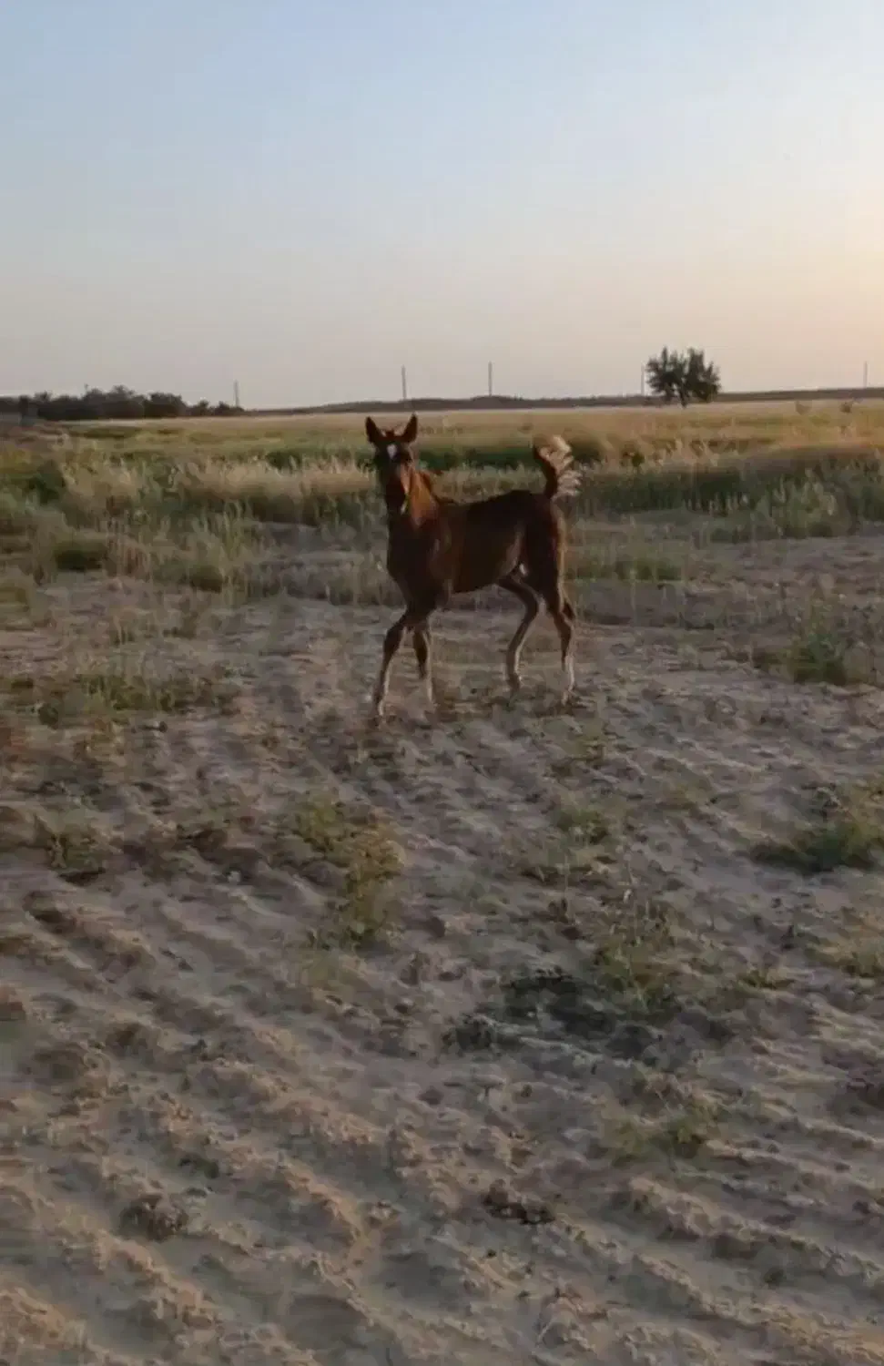 کره عرب|اسب و تجهیزات اسبسواری|میبد, |دیوار