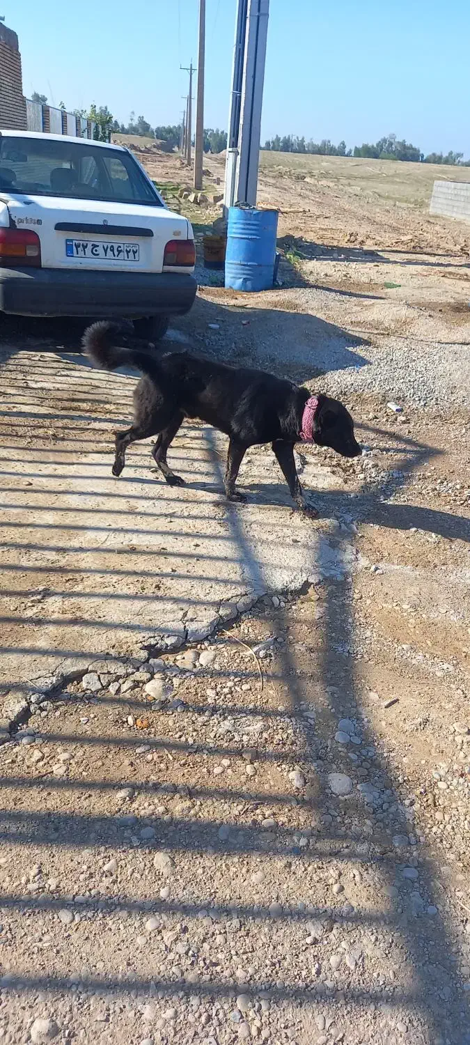 سگ گم شده|حیوانات|شوشتر, |دیوار