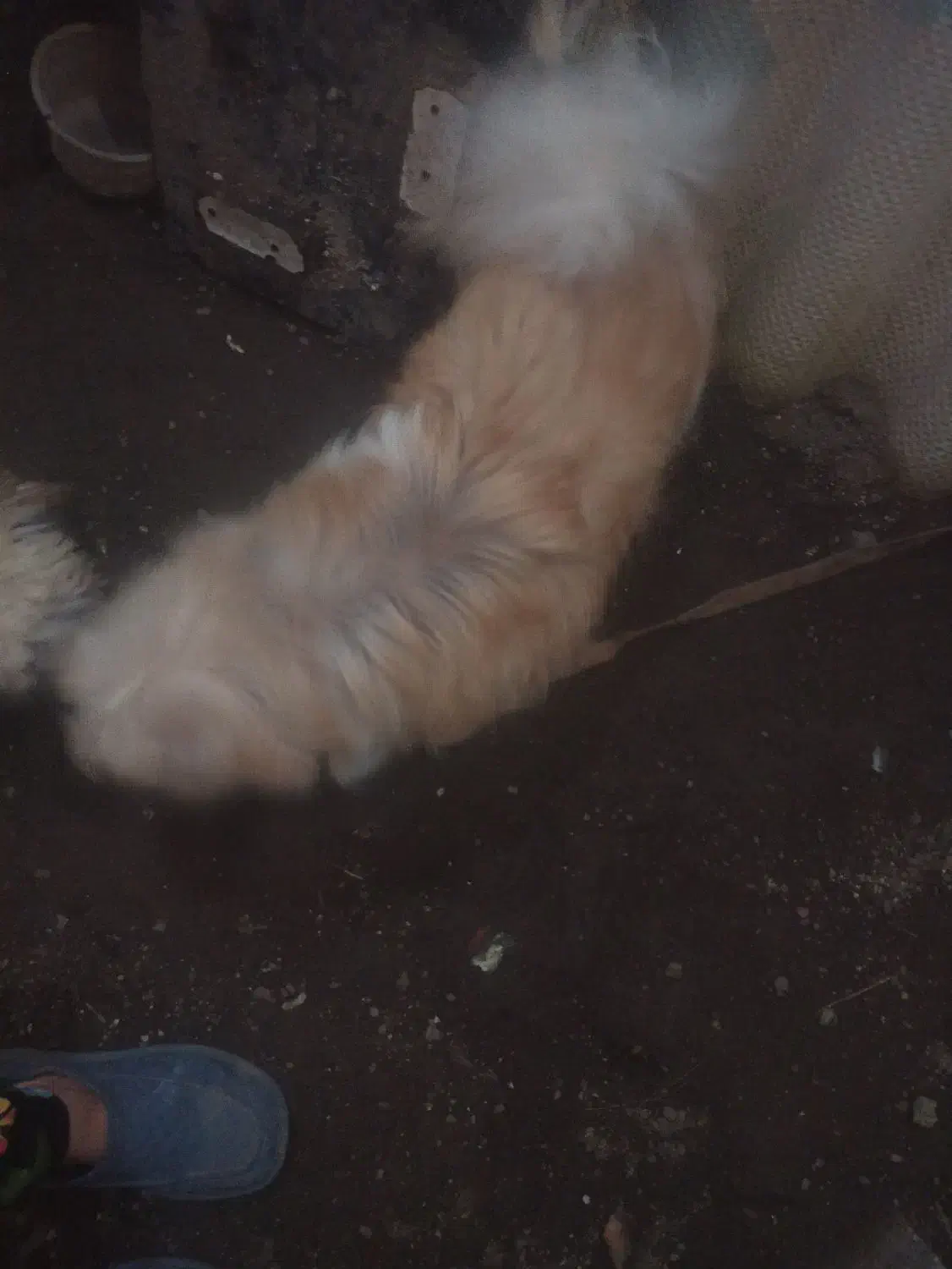 دختر تقریبا ۳ ساله|سگ|کیاشهر, |دیوار