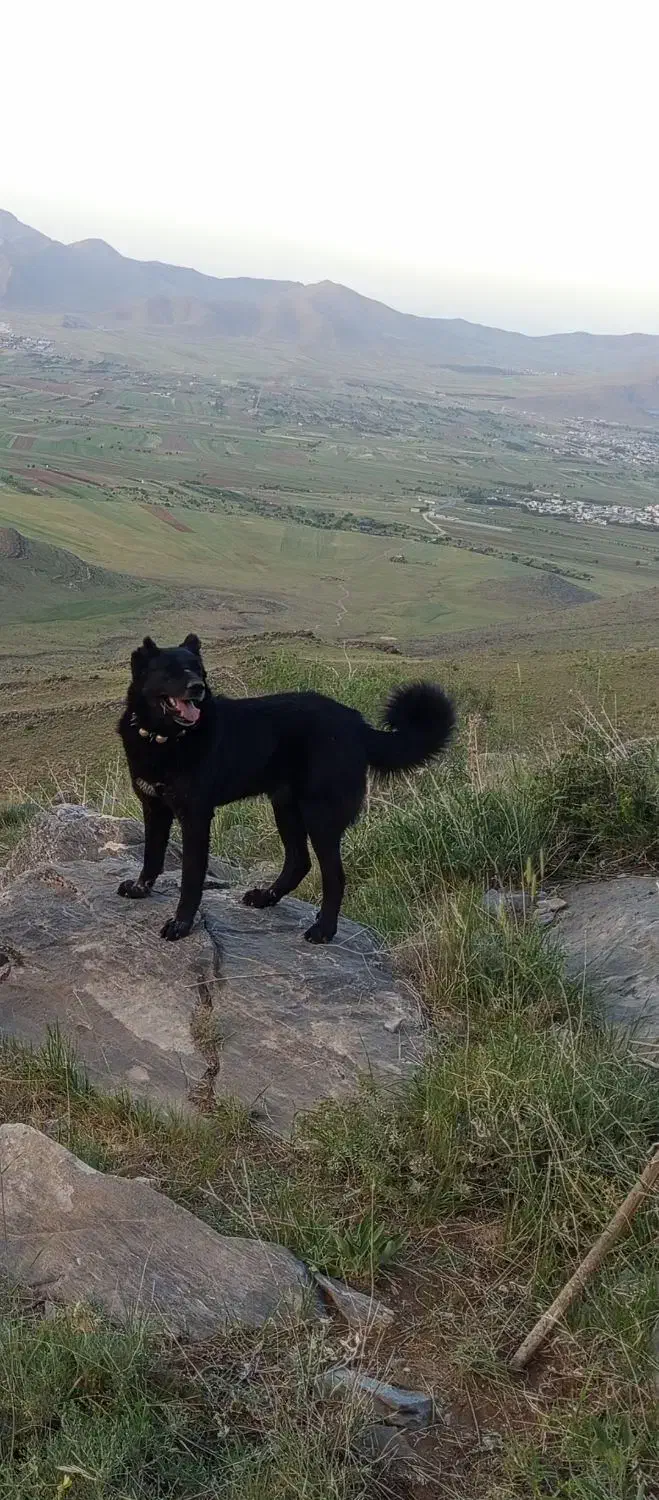 گمشده|حیوانات|قره کهریز, |دیوار