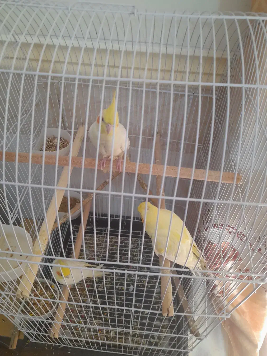 سه عدد عروس هلندی|پرنده|زاهدان, |دیوار