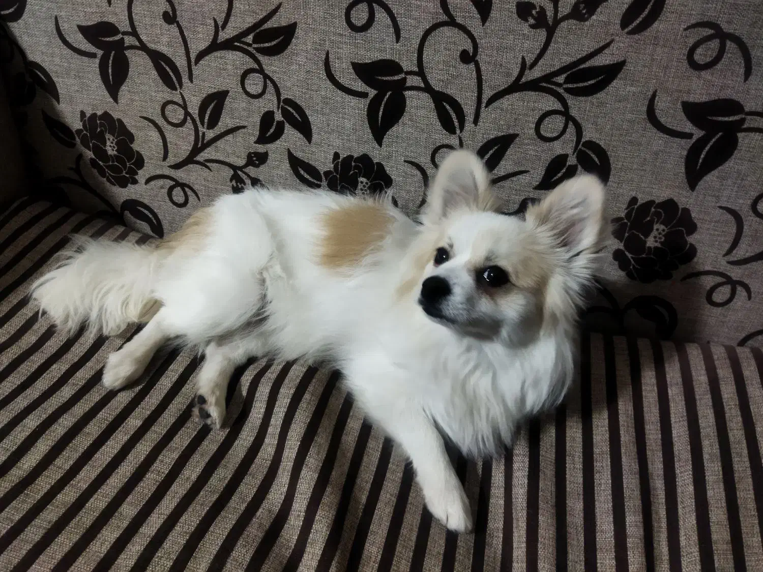 سگ پامر|سگ|یاسوج, |دیوار