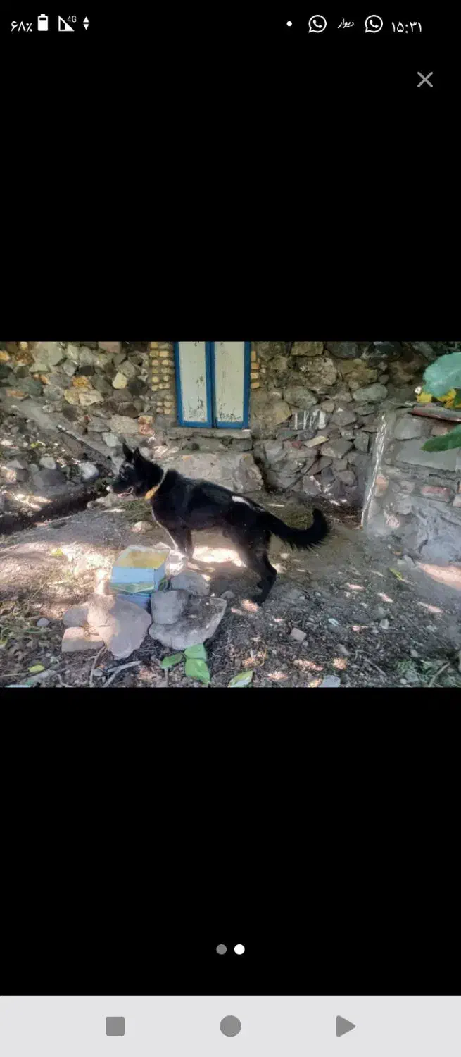 سگ ژرمن بلک فول شیب دار نر|سگ|بم, |دیوار