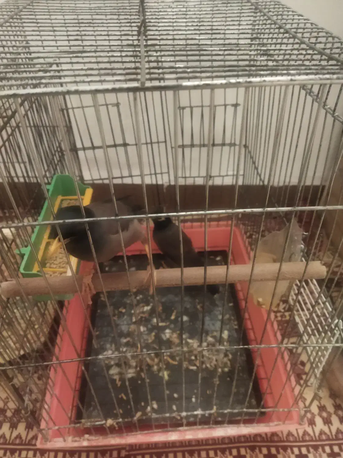 پرنده|پرنده|طاغنکوه, |دیوار