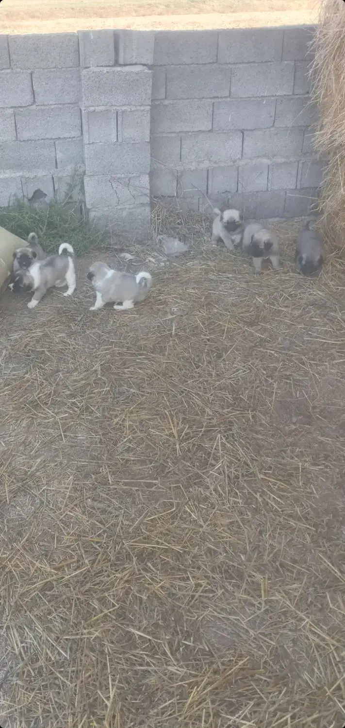 توله سگ نردورگه|سگ|پارسآباد, |دیوار