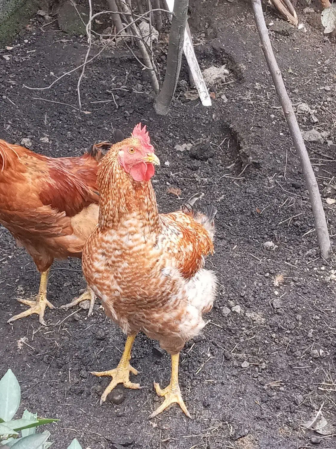 فروش خروس محلی به صورت تکی و عمده|حیوانات مزرعه|امامزاده عبدالله, |دیوار