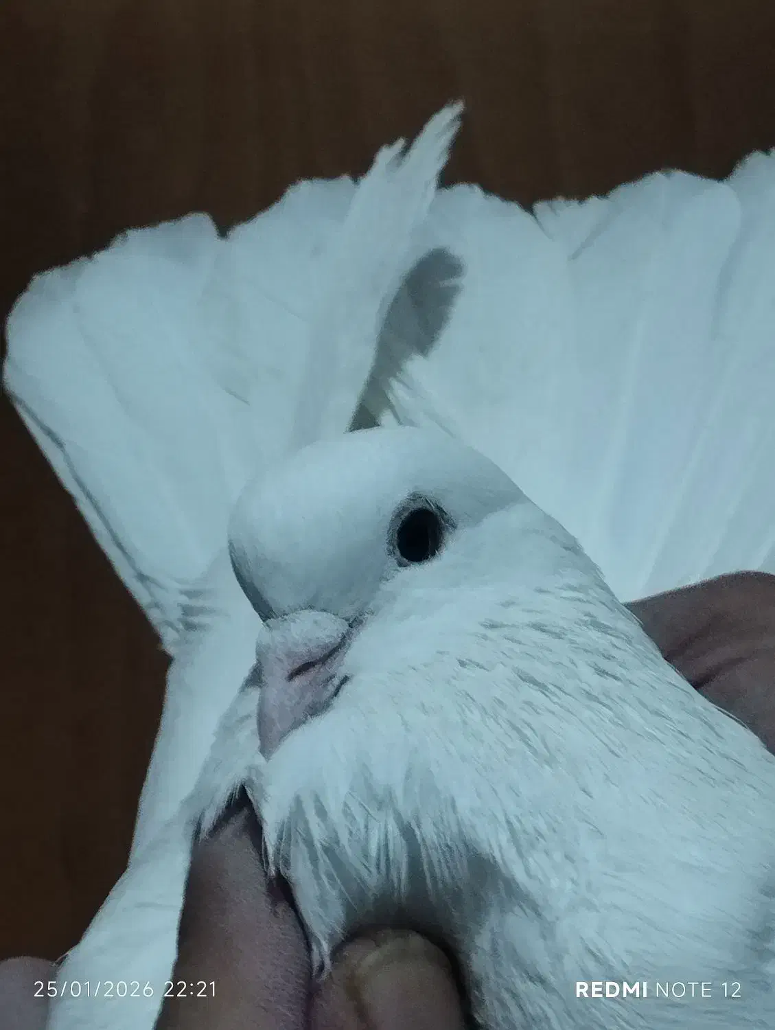 کفترخال پیس|پرنده|تهران, شهرک رضویه|دیوار