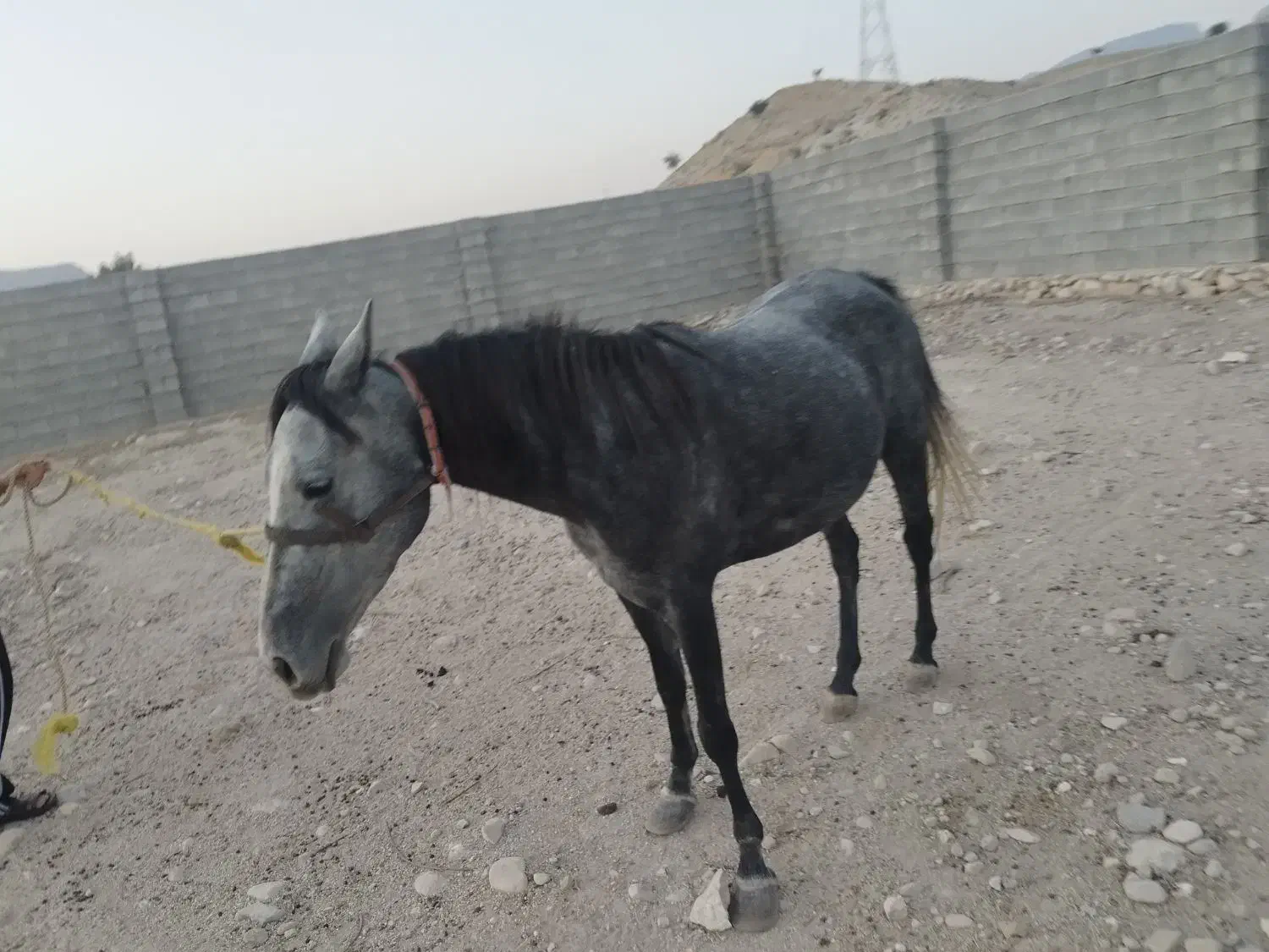 اسب مادیان|اسب و تجهیزات اسبسواری|بهبهان, |دیوار