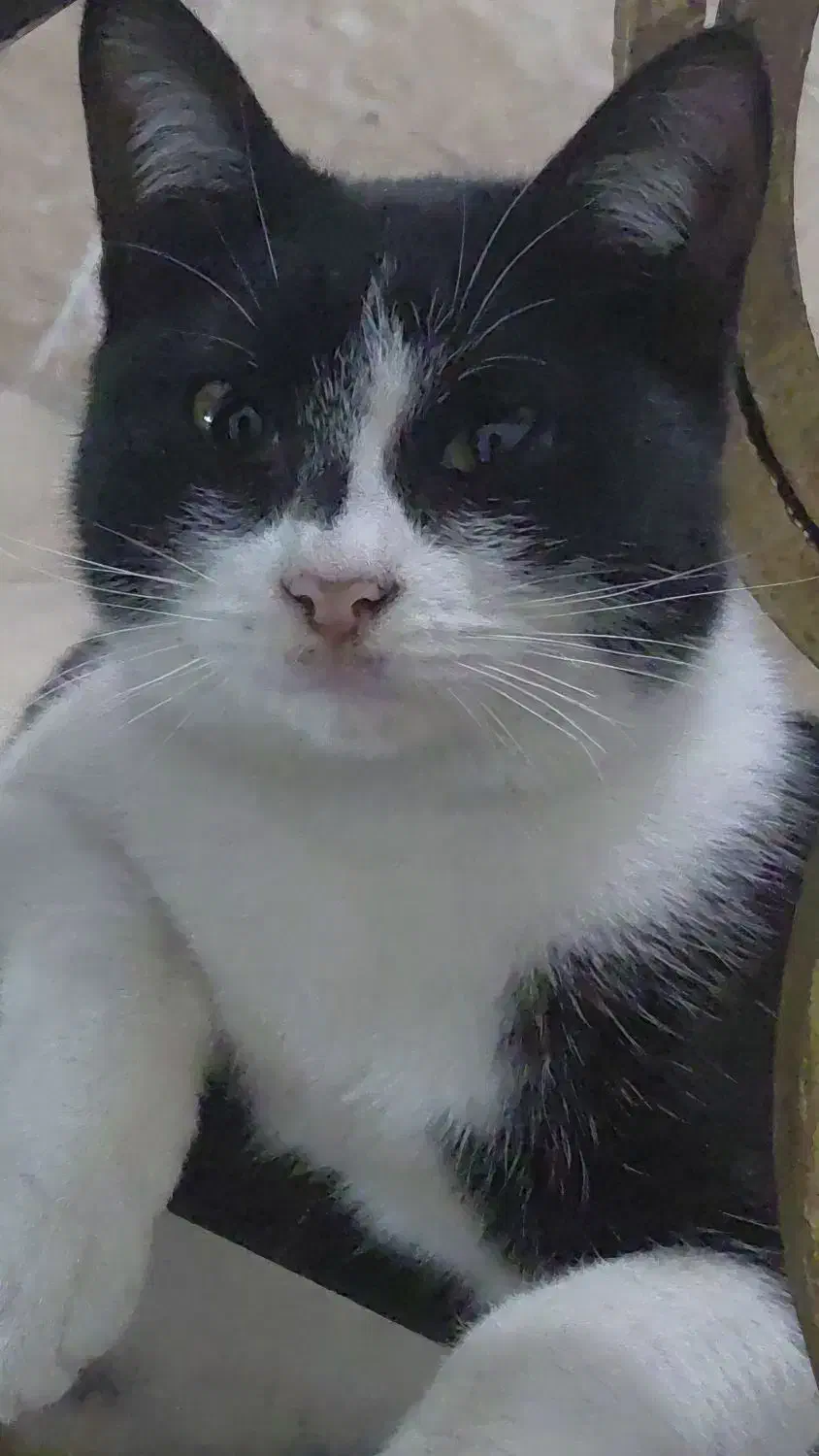 گربه dsh ماده ۷ ماهه|گربه|تنکابن, |دیوار