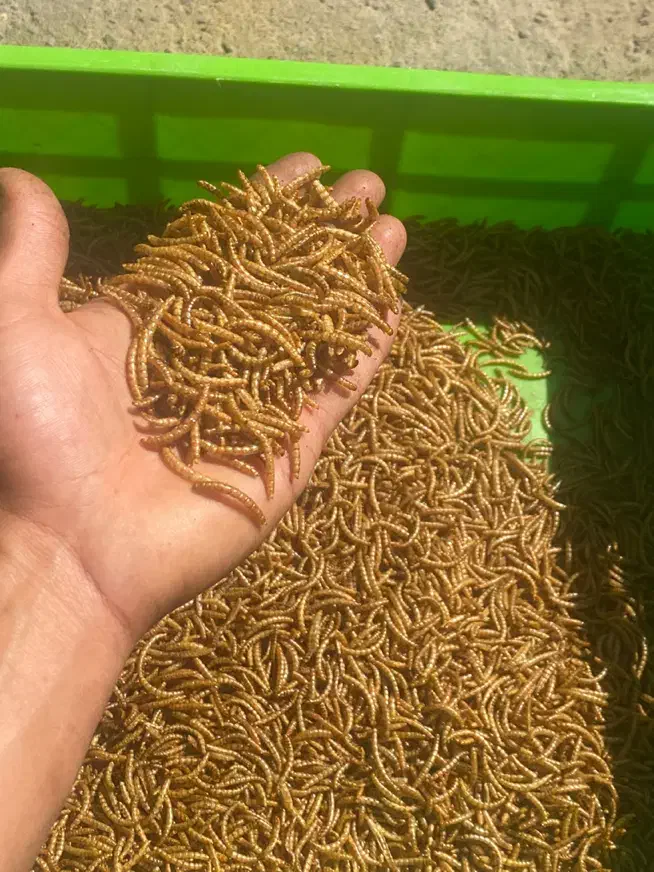 کرم میلورم،پرورش کرم میلورم|لوازم جانبی حیوانات|کاشان, شمس آبادی|دیوار