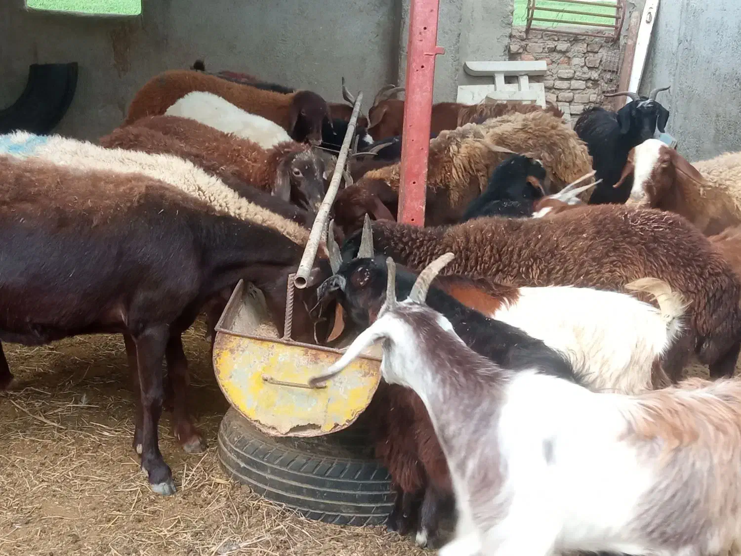 گوسفند و بره و بزغاله کشتاری داشتی در قره تپه|حیوانات مزرعه|گرگان, |دیوار