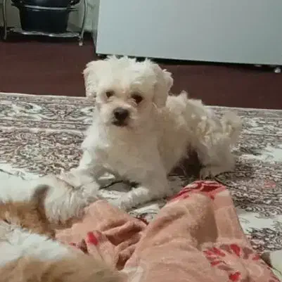 سگ شیتزو نر|حیوانات|دلند, |دیوار