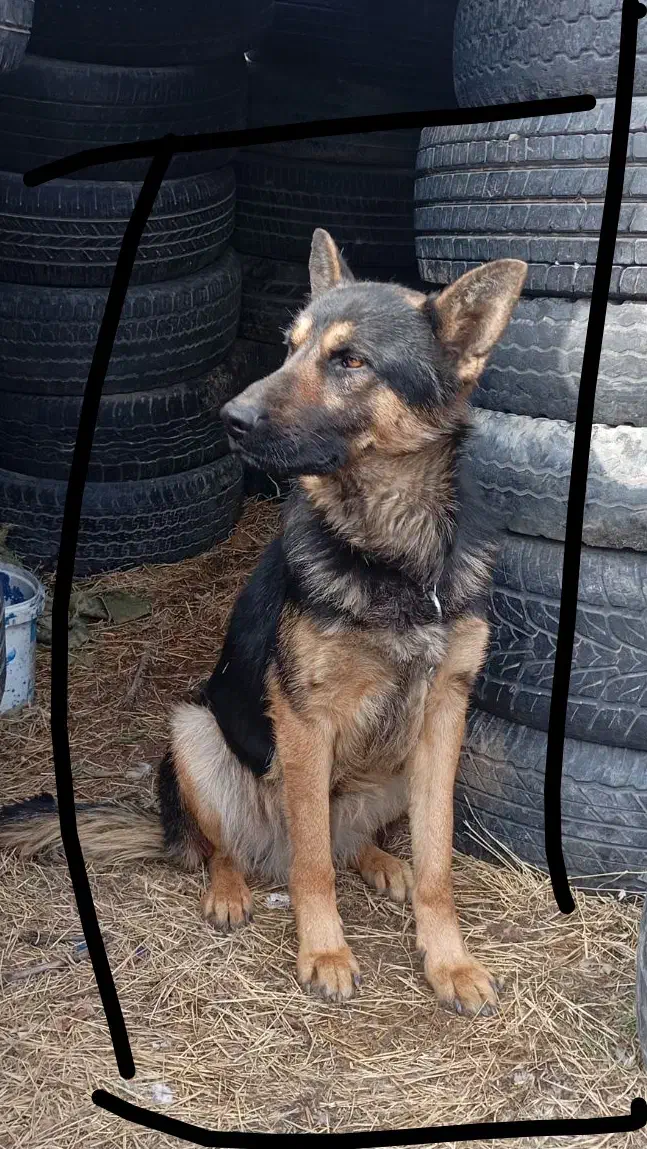 سگ ژرمن|سگ|صائین قلعه, |دیوار