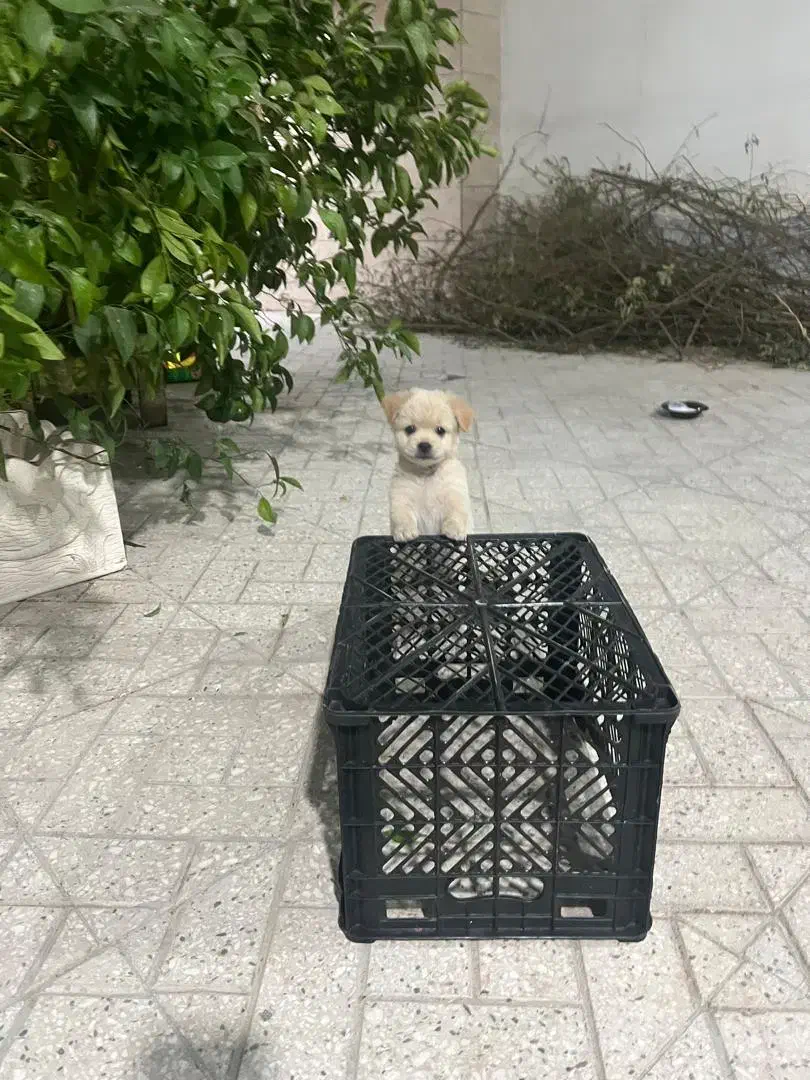 سگ پاپی خوشکل رنگ شکری|سگ|شیبکوه (فارس), |دیوار