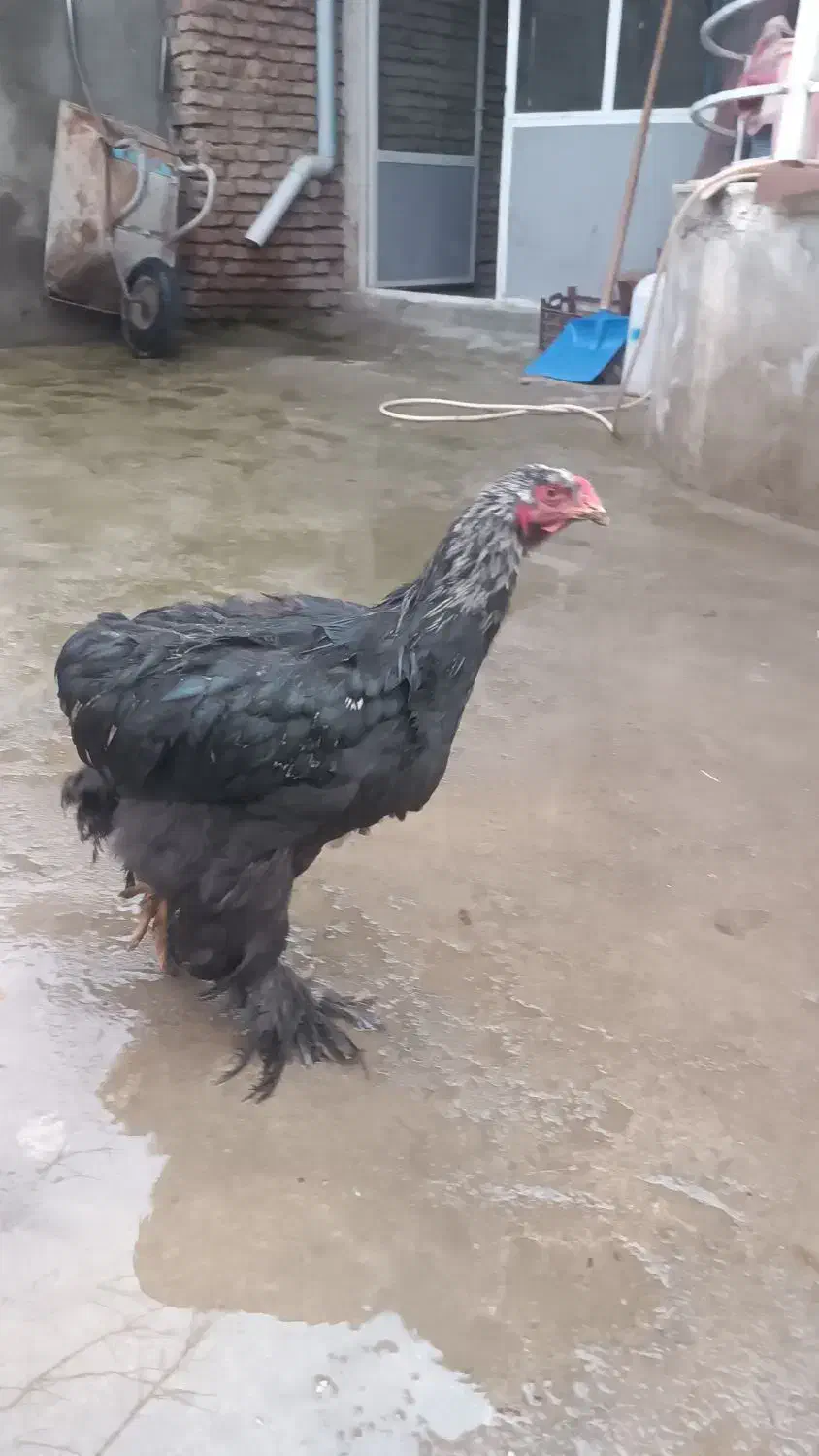 برهما بلک|حیوانات مزرعه|محمدبار, |دیوار