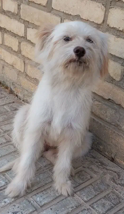 پاپی با ادب|سگ|فارسان, |دیوار