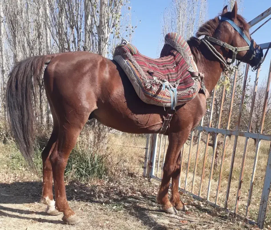 ضامن بار سواری|اسب و تجهیزات اسب‌سواری|ارومیه, |دیوار