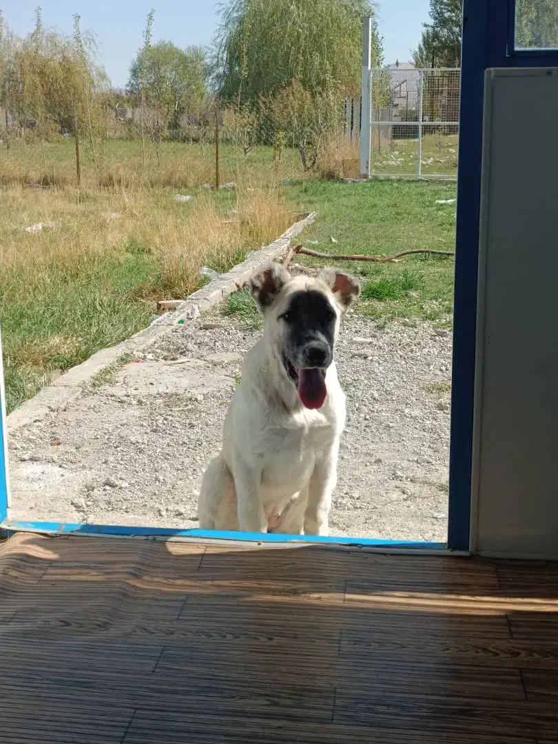 سگ سرابی ۵ماهه ماده قیمت ۴ تومن|سگ|ماکو, |دیوار