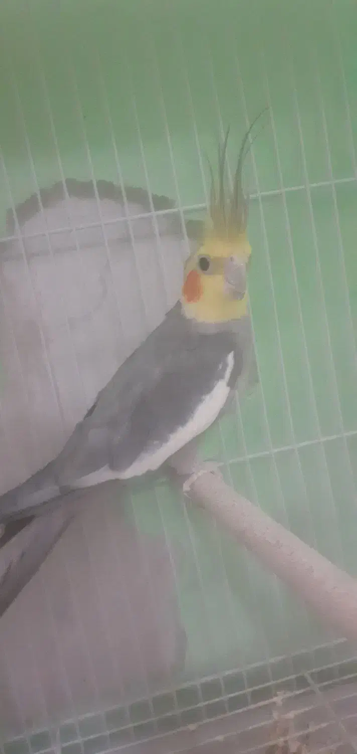 پرنده|پرنده|سبزوار, قاضی زاد|دیوار