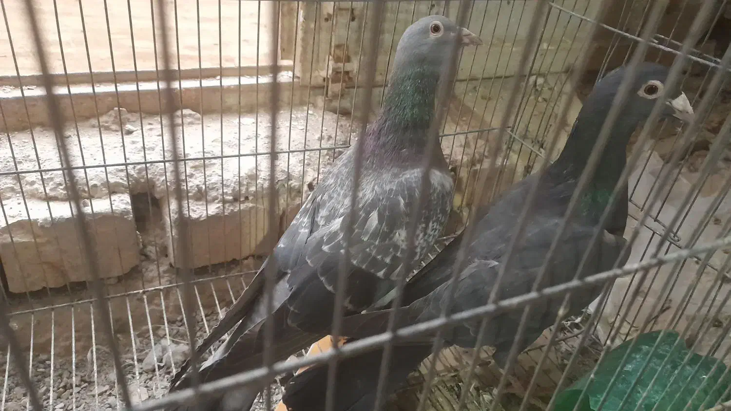 ی جف نامور|پرنده|همدان, |دیوار