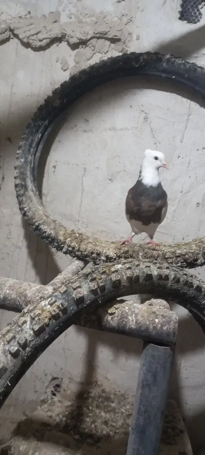 کفتر|پرنده|دهدشت, |دیوار